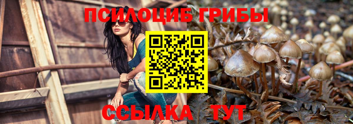 Псилоцибиновые грибы Psilocybine cubensis Кстово